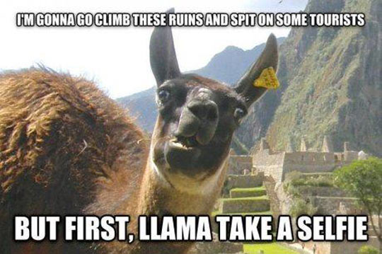 A Day In The Life Of A Llama