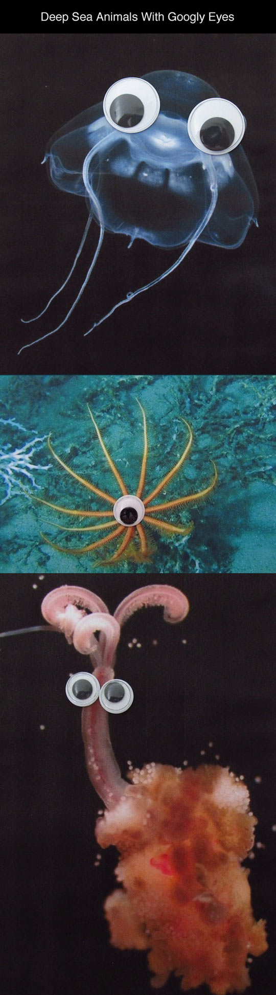 The Scariest Monsters Of The Deep Sea