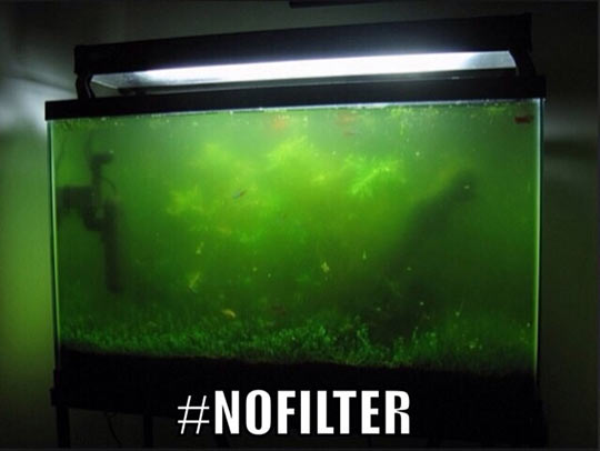 funny-aquarium-filter-water-rot