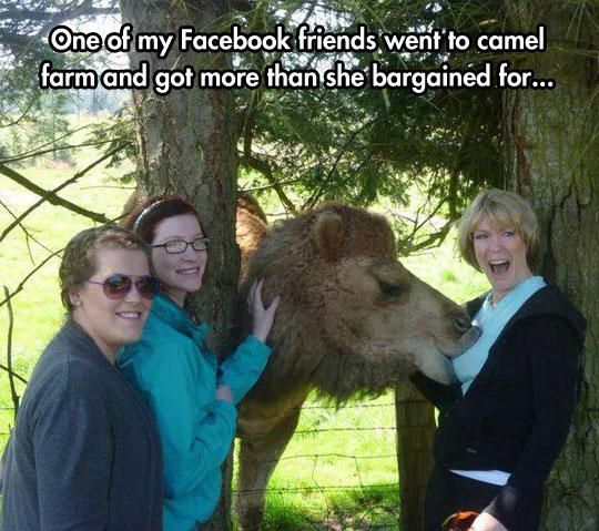 The Smug Look On That Camel’s Face Is Hilarious