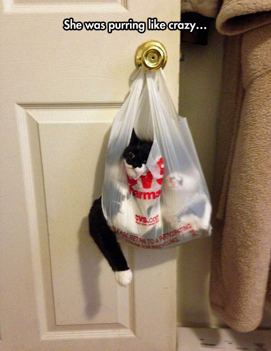 Cat On A Bag
