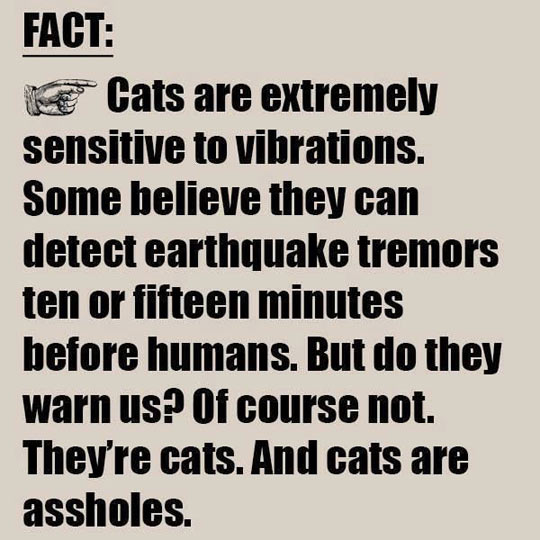 funny-cat-earthquake-tremors-warning