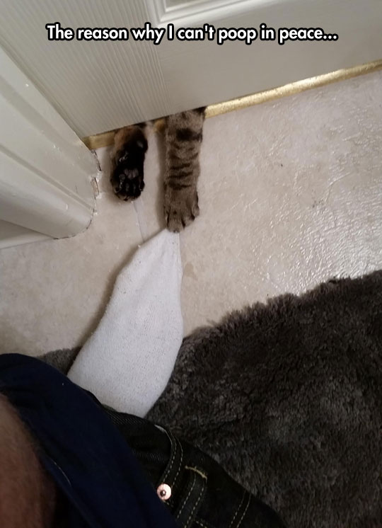 funny-cat-playing-sock-bathroom-poop