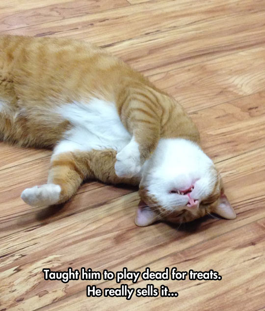 funny-cat-sleep-floor-paw-lay-down