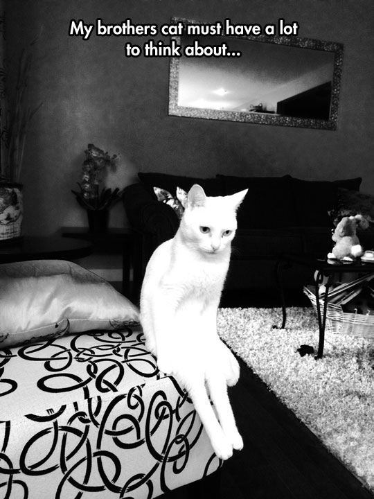 funny-cat-thinking-seating-couch