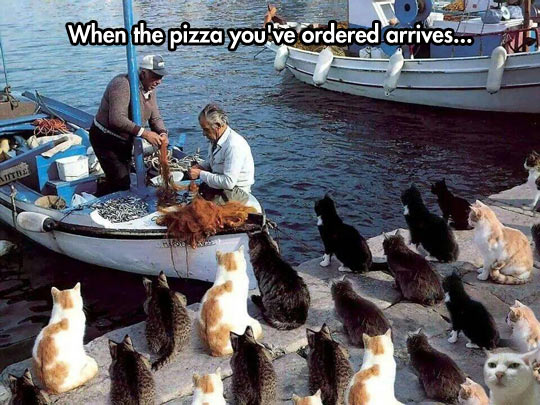 funny-cats-ocean-boat-fishermen