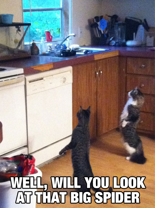 funny-cats-standing-up-watching-spider