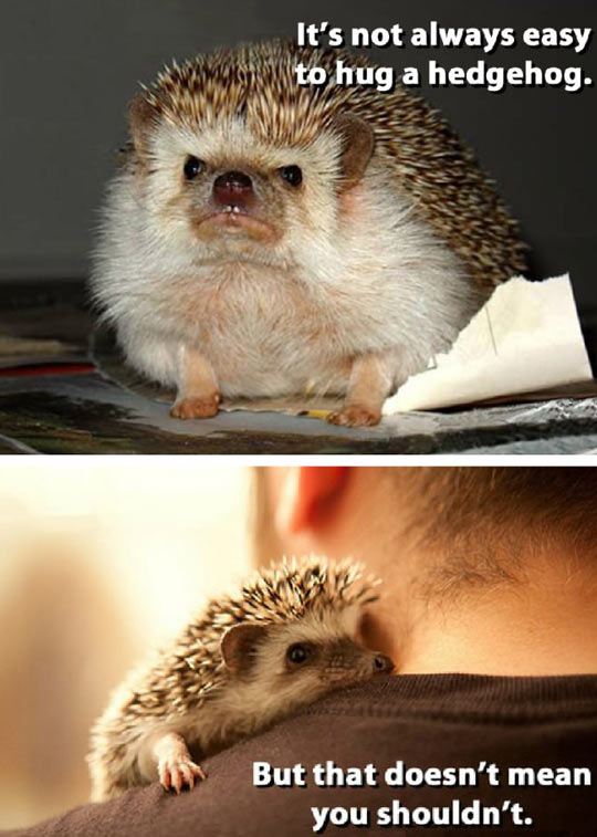 funny-cute-hedgehog-hug-little