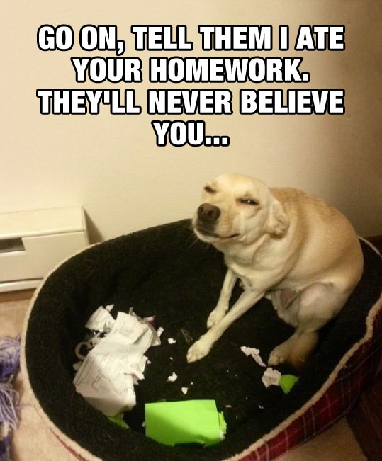 funny-dog-ate-homework-face