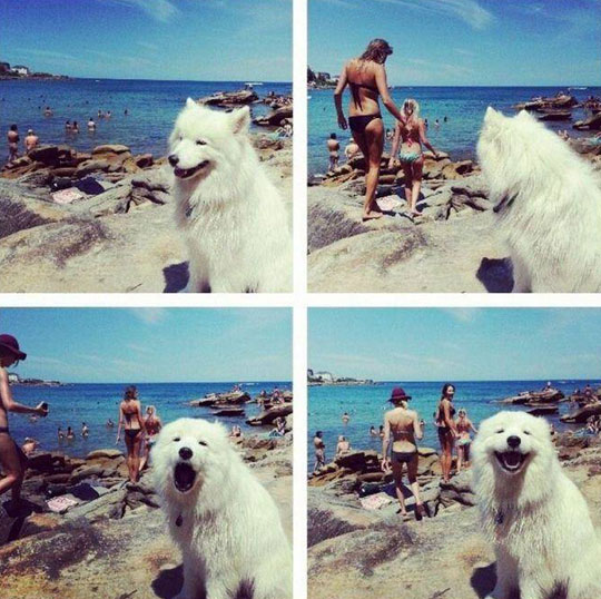 funny-dog-cute-girl-barking