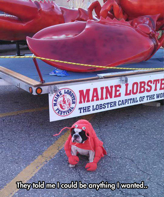 funny-dog-disguise-lobster-parade
