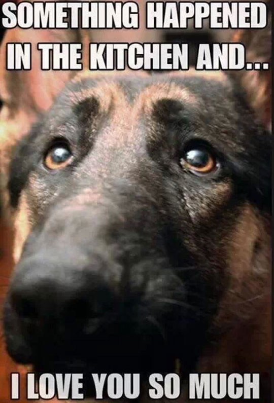 funny-dog-excuse-kitchen-trouble