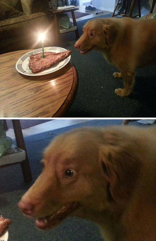 funny-dog-face-happy-birthday-cake