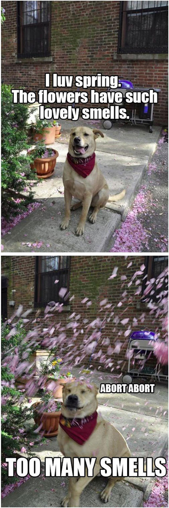 funny-dog-flowers-springs-smells
