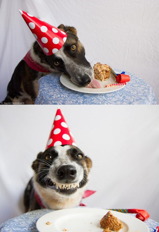 Dog’s Party