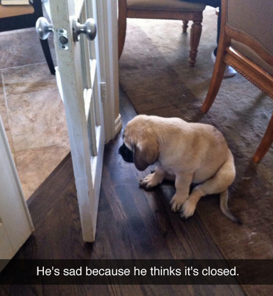 Poor Little Puppy