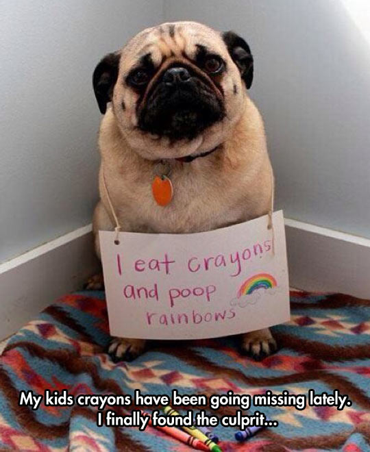 funny-dog-sign-crayons-shame-rainbows