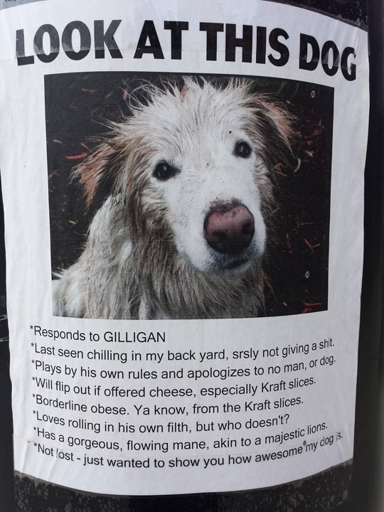 funny-dog-sign-street-awesome-lost