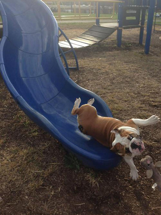 funny dogs falling