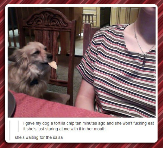 funny-dog-tortilla-chip-salsa-eating