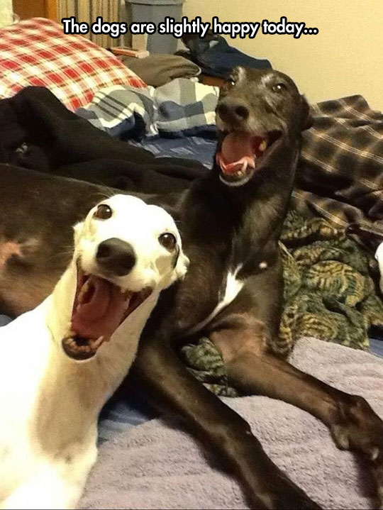 smiling greyhound
