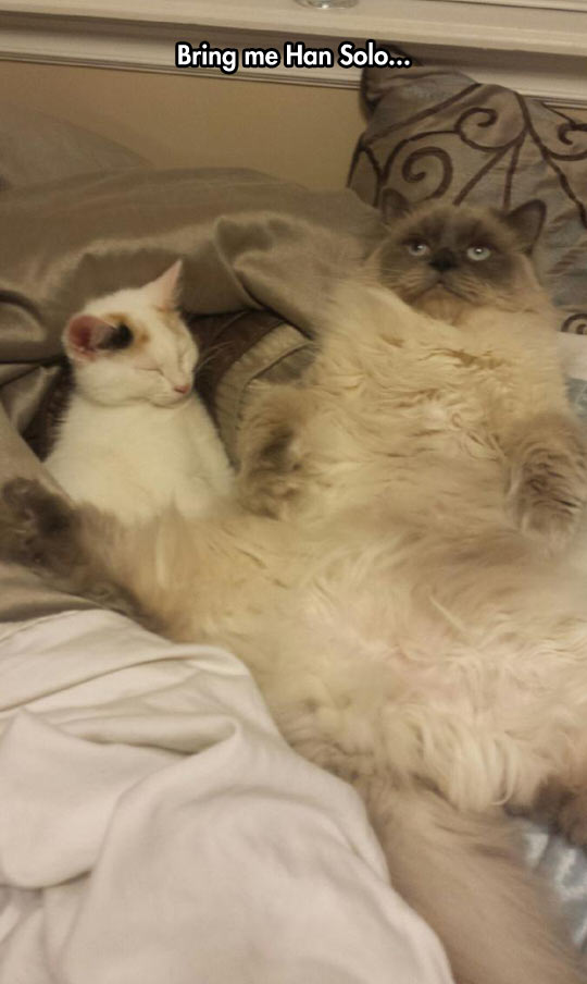 funny-fat-cat-bed-pillow