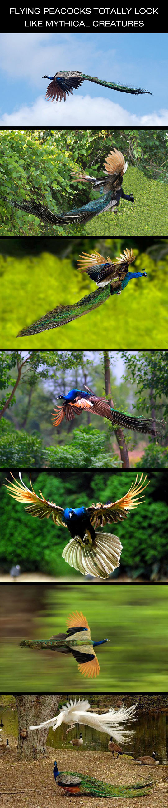 funny-flying-peacock-free-wild-majestic