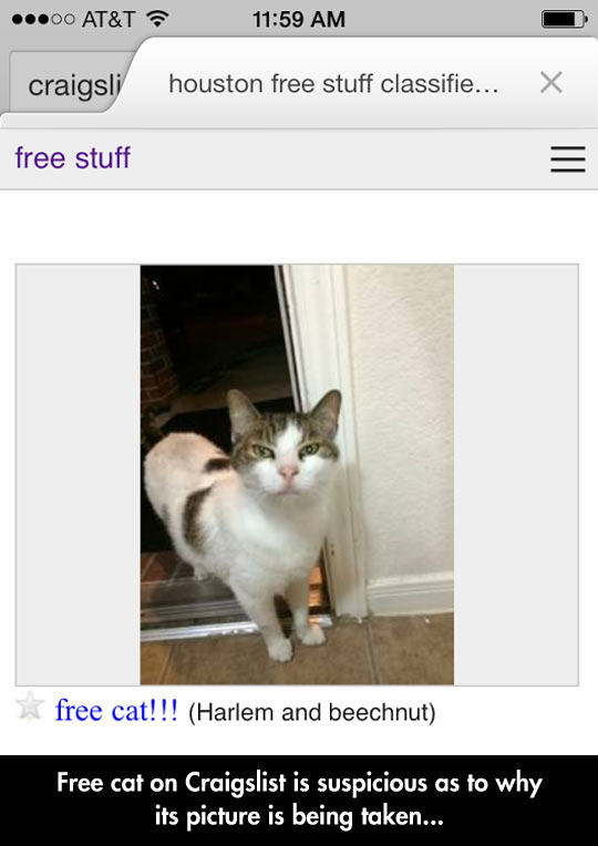 Cat For Free