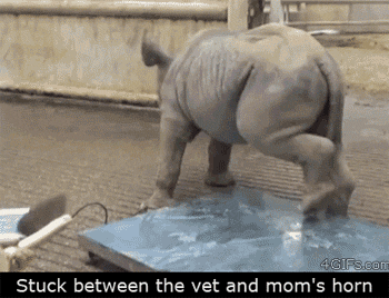 funny-gif-baby-Rhino-vet-trapped