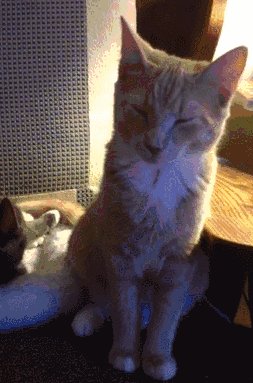 funny-gif-cat-bed-sleeping-suddenly