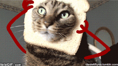funny-gif-cat-bread-head-hands