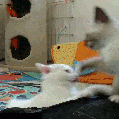 Kitty Attack