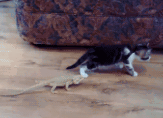 funny-gif-cat-lizard-scary