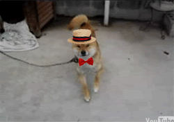 funny-gif-dog-dancing-dressed