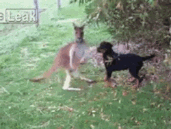 Kangaroo And Rottweiler Become Friends