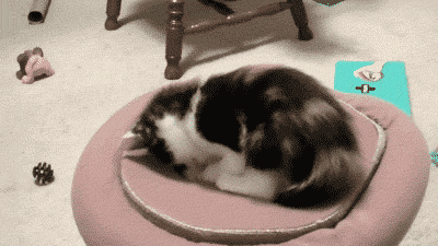 Cats Playing With Portals