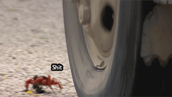Clever Crab