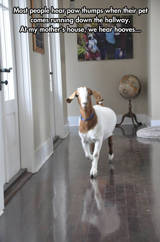 funny-goat-majestic-walking-hall