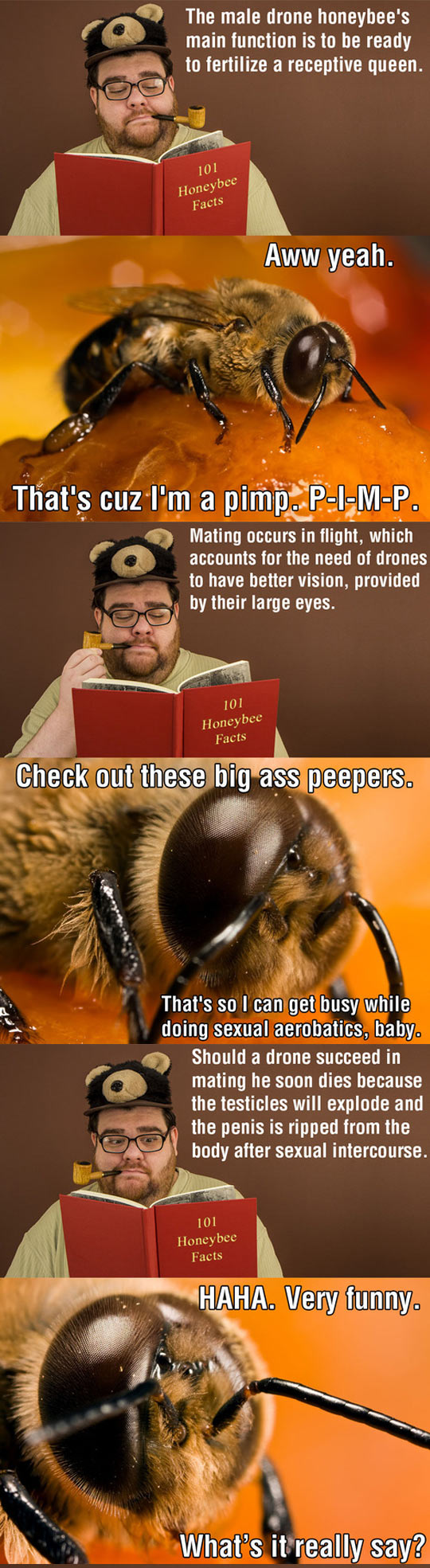 Male Honeybee Tragedy