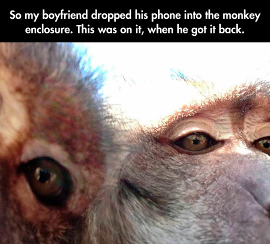 Monkey Selfies