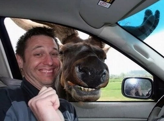 funny-moose-car-photobomb-smile