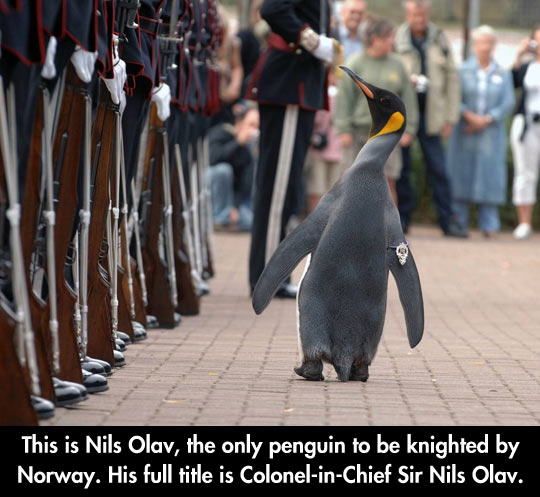 Colonel Penguin
