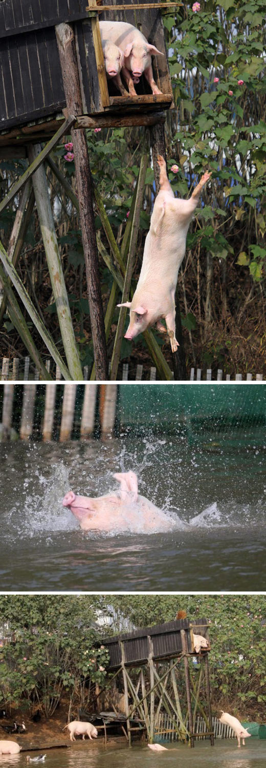 Pigs Are Adorable When They’re Having Fun