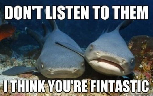 Shark Friendship