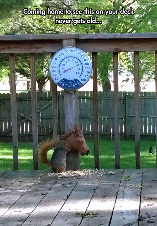 funny-squirrel-horse-head-feeder