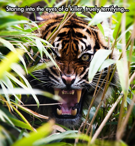 real tiger eye
