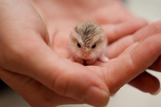 funny-tiny-baby-hamster-hand