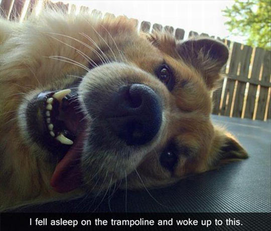funny-trampoline-dog-sleeping-face