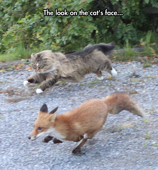 cool-cat-running-fox-forest