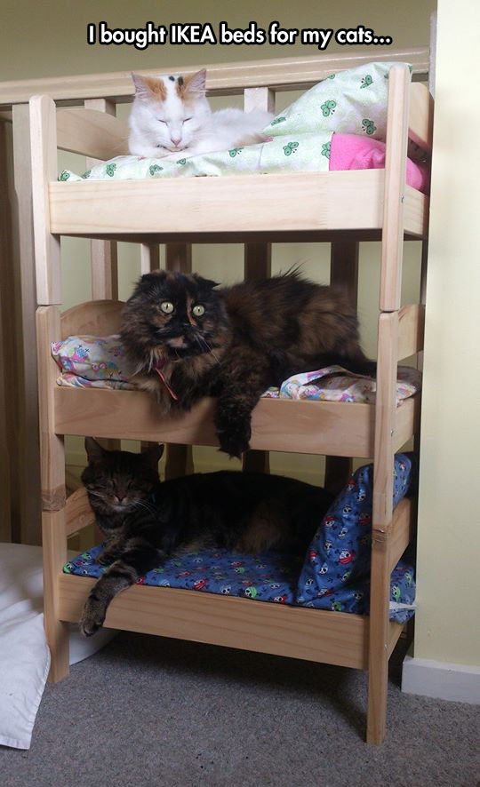 cool-cats-beds-IKEA-sleeping